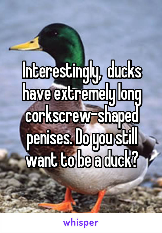 Interestingly,  ducks have extremely long corkscrew-shaped penises. Do you still want to be a duck?