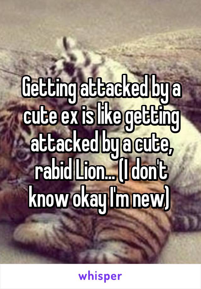 Getting attacked by a cute ex is like getting attacked by a cute, rabid Lion... (I don't know okay I'm new) 
