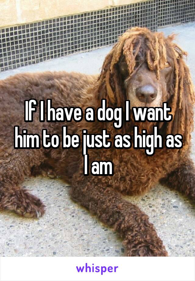 If I have a dog I want him to be just as high as I am