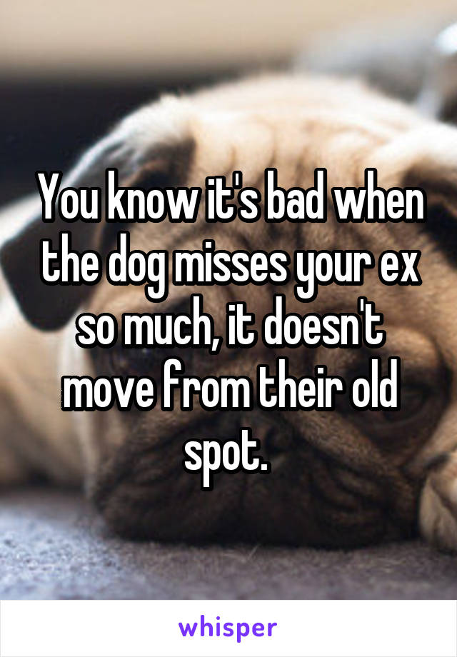 You know it's bad when the dog misses your ex so much, it doesn't move from their old spot. 