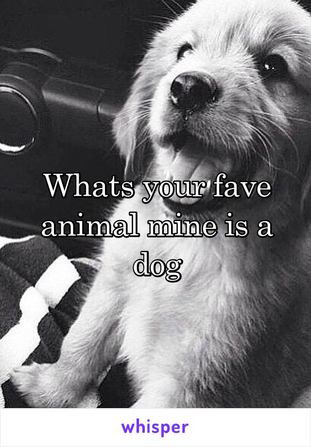 Whats your fave animal mine is a dog