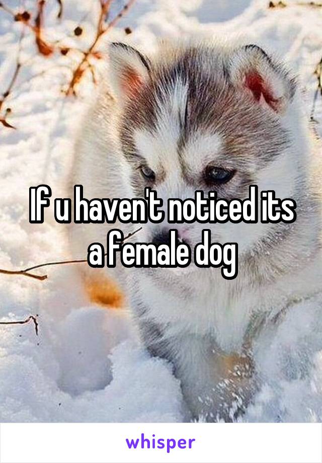 If u haven't noticed its a female dog