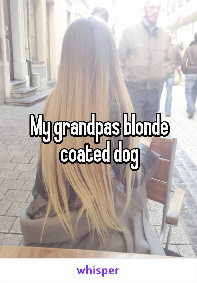 My grandpas blonde coated dog