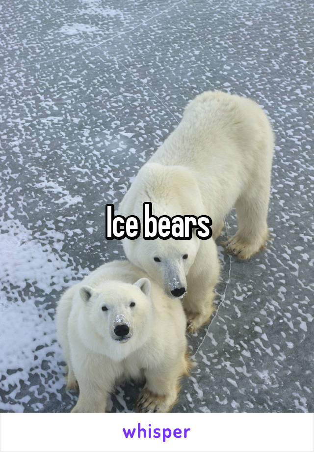 Ice bears