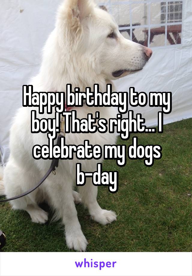 Happy birthday to my boy! That's right... I celebrate my dogs b-day