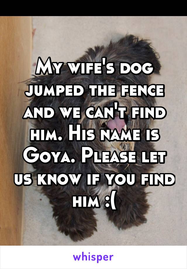 My wife's dog jumped the fence and we can't find him. His name is Goya. Please let us know if you find him :(