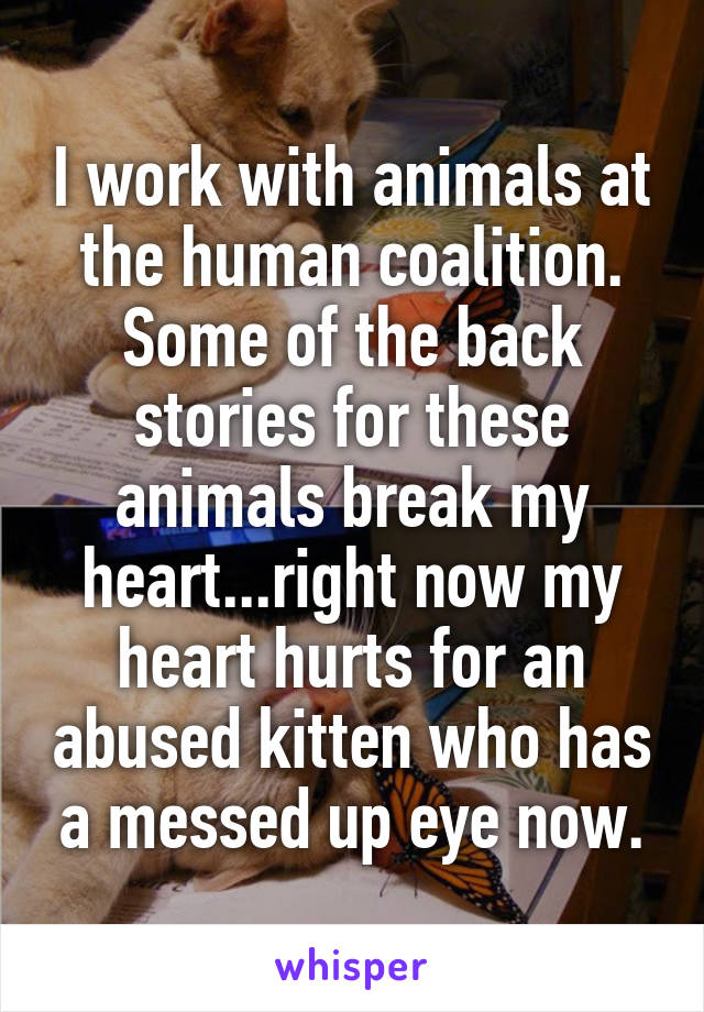 I work with animals at the human coalition. Some of the back stories for these animals break my heart...right now my heart hurts for an abused kitten who has a messed up eye now.