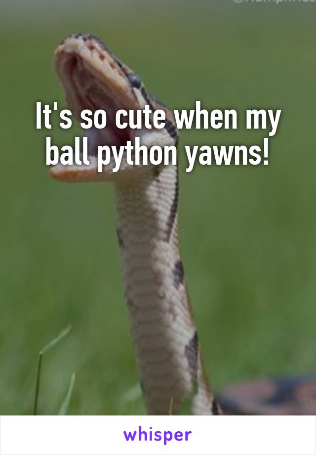 It's so cute when my ball python yawns!




