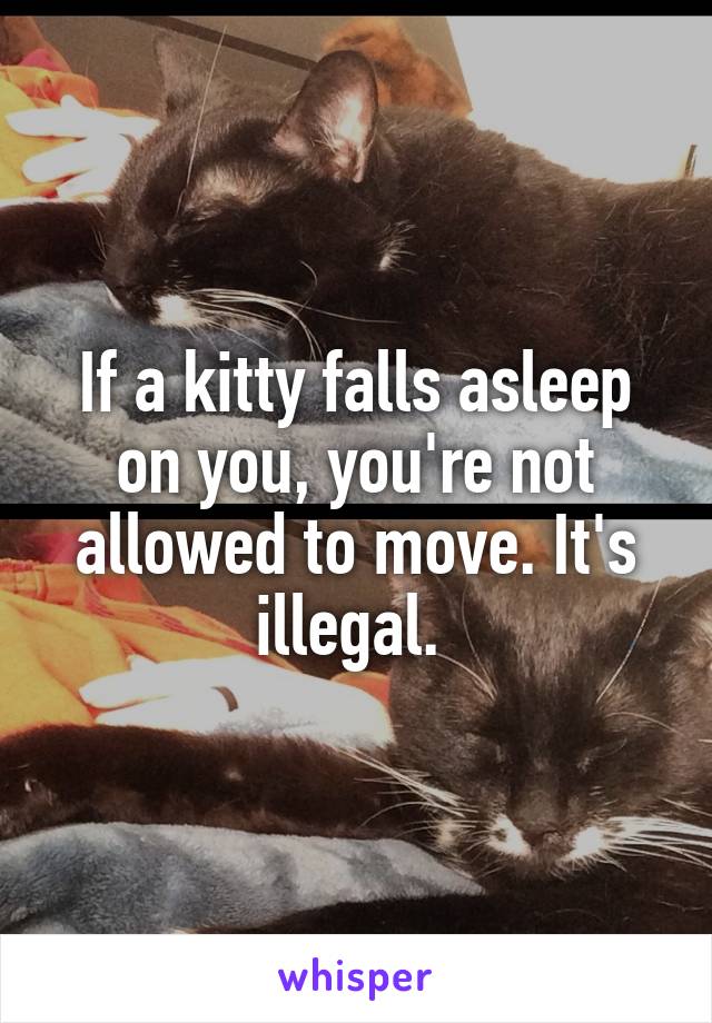 If a kitty falls asleep on you, you're not allowed to move. It's illegal. 