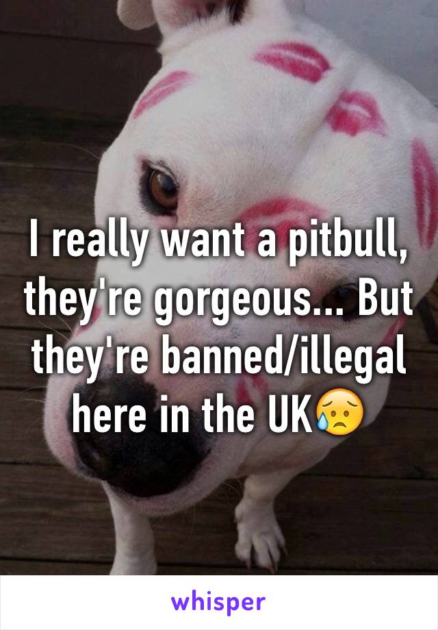 I really want a pitbull, they're gorgeous... But they're banned/illegal here in the UK😥