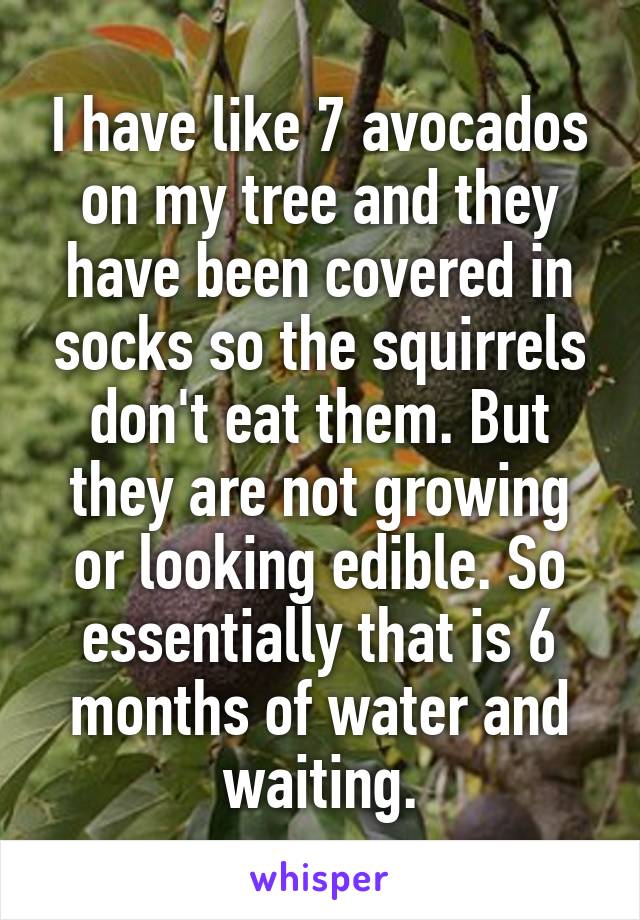 I have like 7 avocados on my tree and they have been covered in socks so the squirrels don't eat them. But they are not growing or looking edible. So essentially that is 6 months of water and waiting.