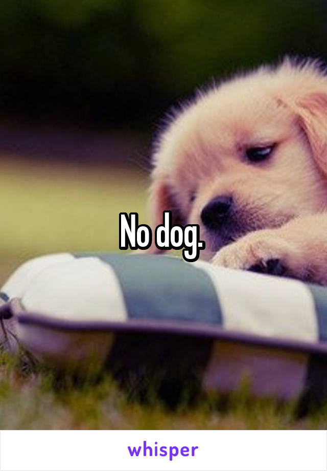 No dog. 