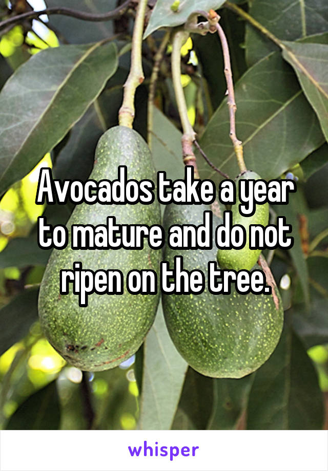 Avocados take a year to mature and do not ripen on the tree.