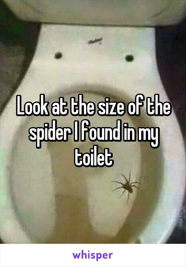 Look at the size of the spider I found in my toilet