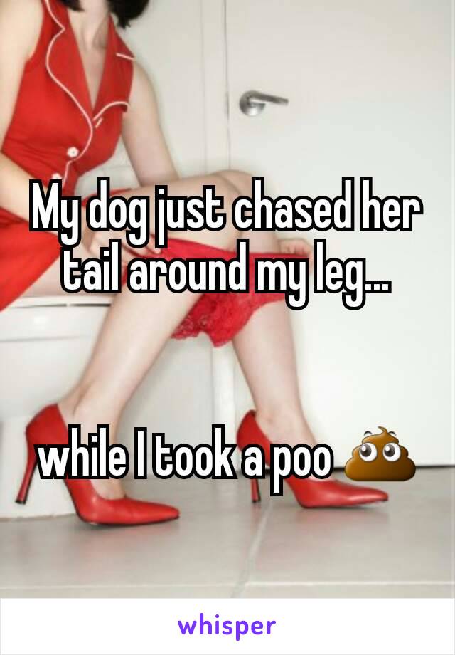 My dog just chased her tail around my leg...


while I took a poo 💩