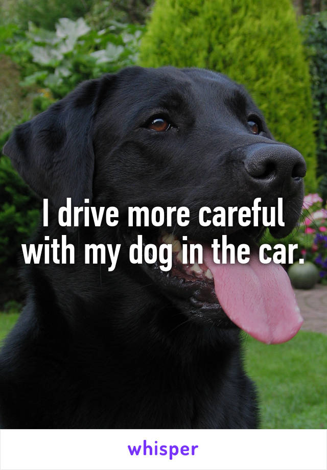 I drive more careful with my dog in the car.