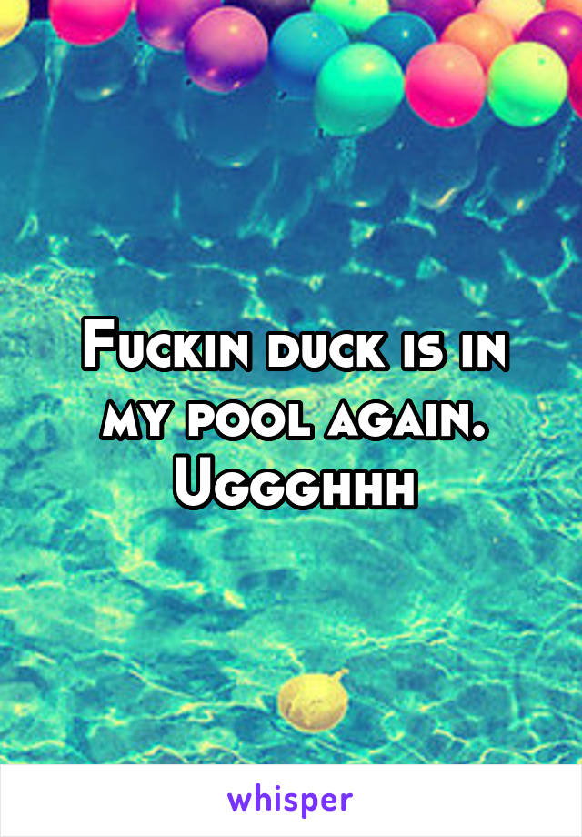 Fuckin duck is in my pool again. Uggghhh