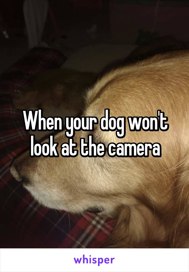 When your dog won't look at the camera