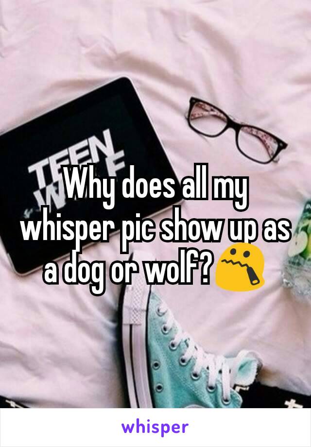 Why does all my whisper pic show up as a dog or wolf?😯