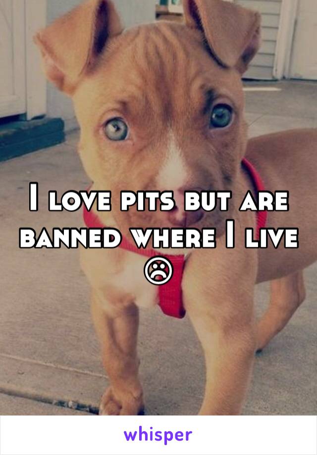 I love pits but are banned where I live☹