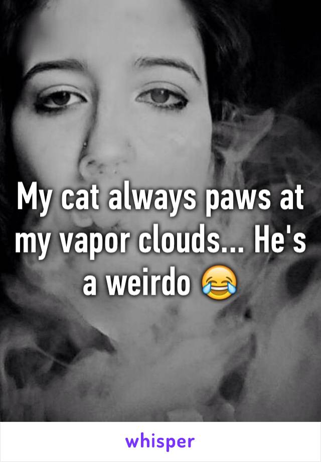 My cat always paws at my vapor clouds... He's a weirdo 😂