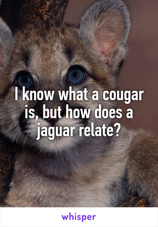 I know what a cougar is, but how does a jaguar relate?