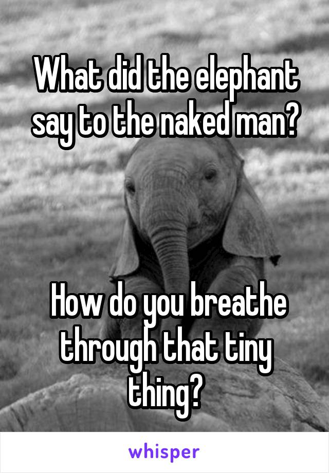 What did the elephant say to the naked man?



 How do you breathe through that tiny thing?