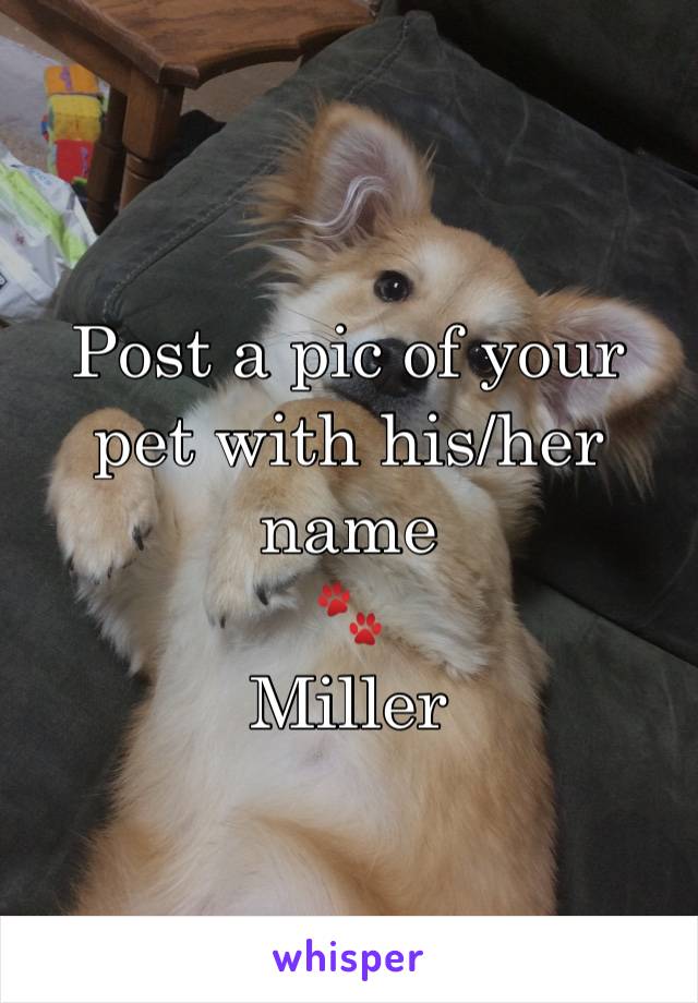 Post a pic of your pet with his/her name
🐾
Miller