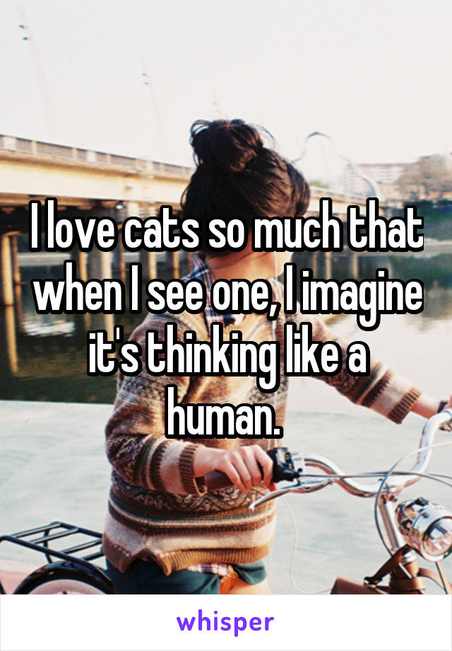 I love cats so much that when I see one, I imagine it's thinking like a human. 