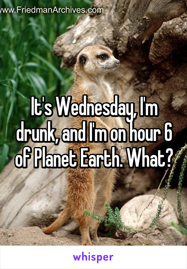 It's Wednesday, I'm drunk, and I'm on hour 6 of Planet Earth. What?