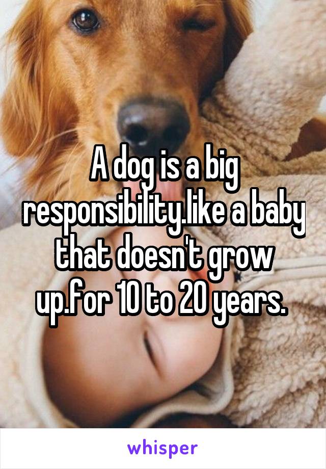 A dog is a big responsibility.like a baby that doesn't grow up.for 10 to 20 years. 