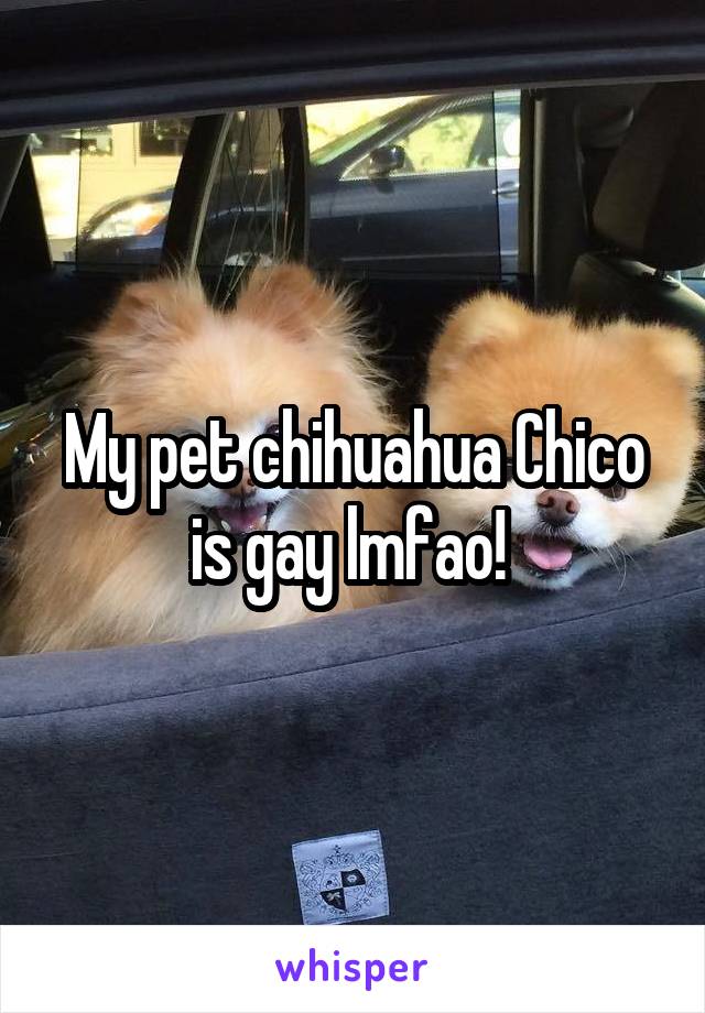 My pet chihuahua Chico is gay lmfao! 