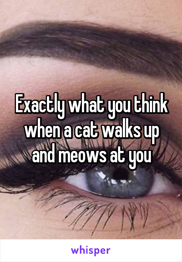 Exactly what you think when a cat walks up and meows at you
