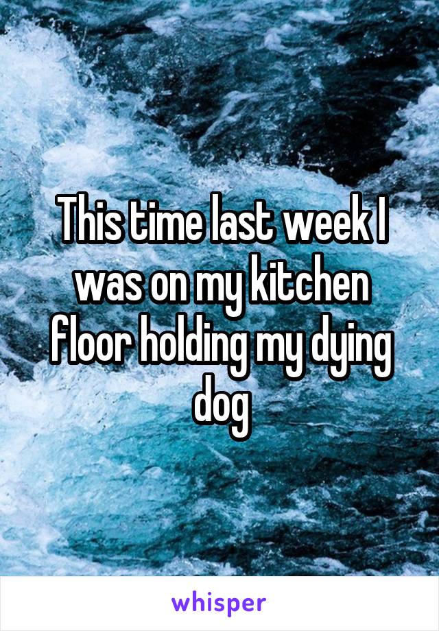 This time last week I was on my kitchen floor holding my dying dog