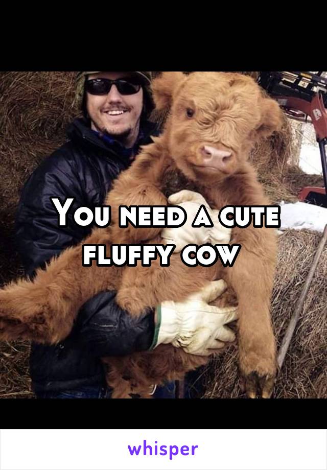 You need a cute fluffy cow 