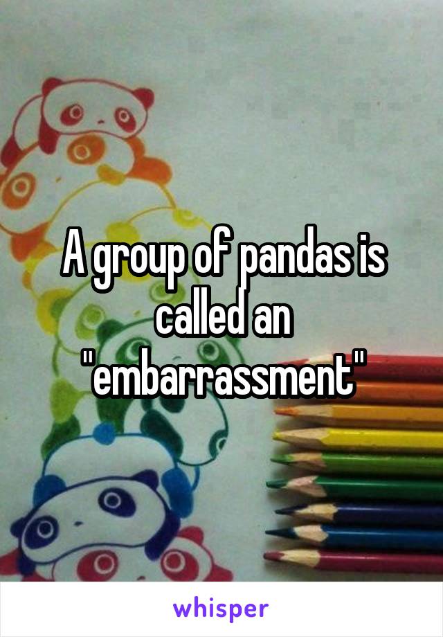A group of pandas is called an "embarrassment"