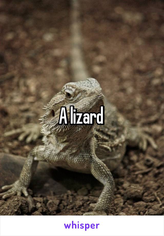 A lizard 