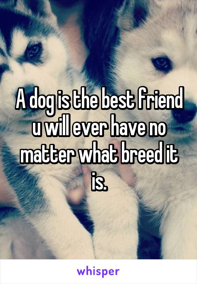 A dog is the best friend u will ever have no matter what breed it is.