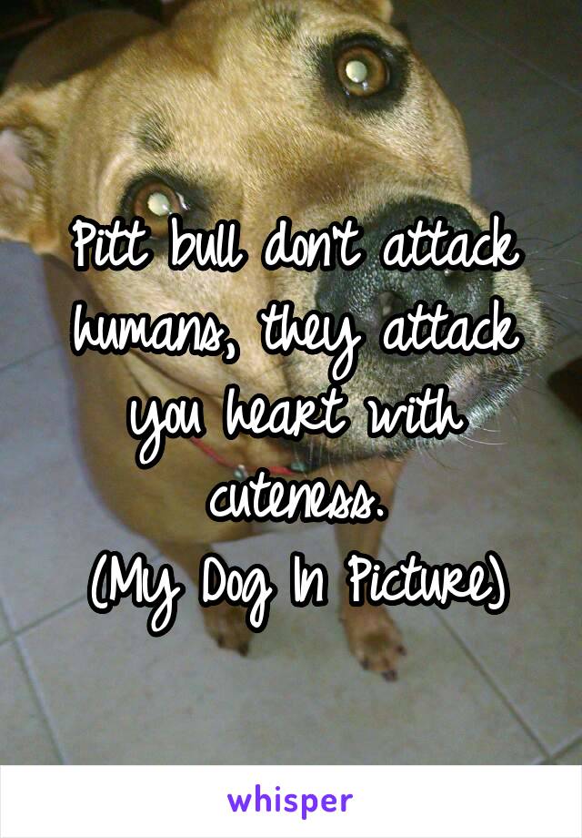 Pitt bull don't attack humans, they attack you heart with cuteness.
(My Dog In Picture)
