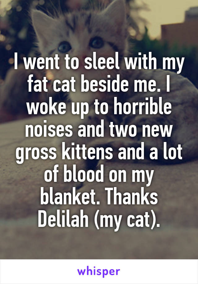 I went to sleel with my fat cat beside me. I woke up to horrible noises and two new gross kittens and a lot of blood on my blanket. Thanks Delilah (my cat).