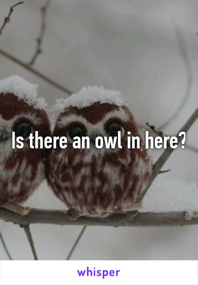Is there an owl in here?