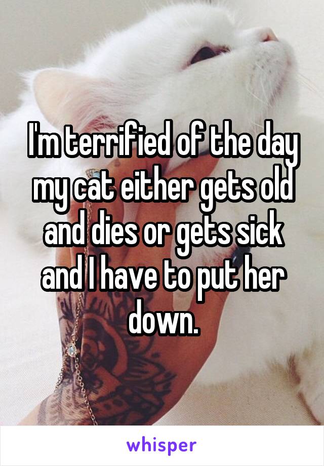 I'm terrified of the day my cat either gets old and dies or gets sick and I have to put her down.