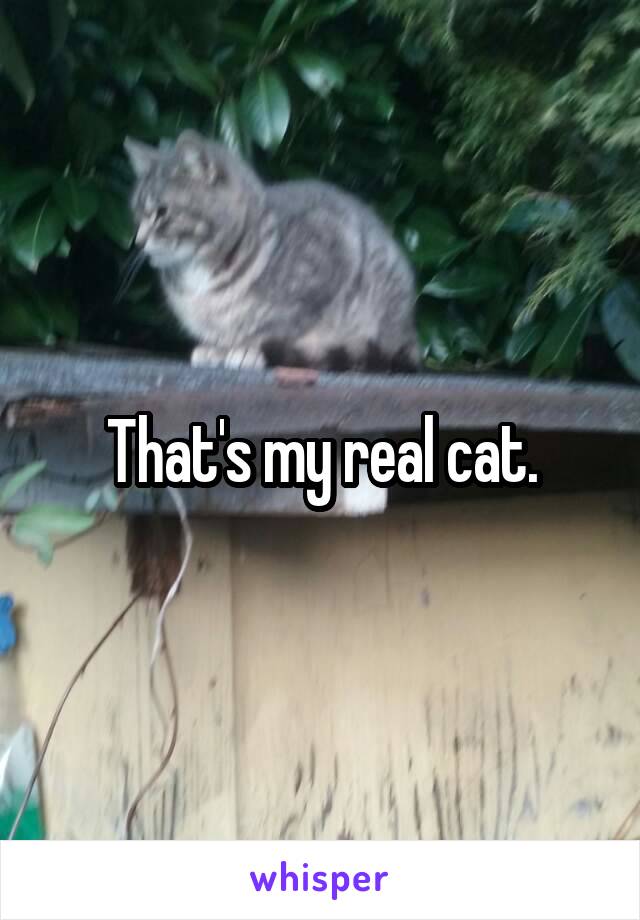 That's my real cat.