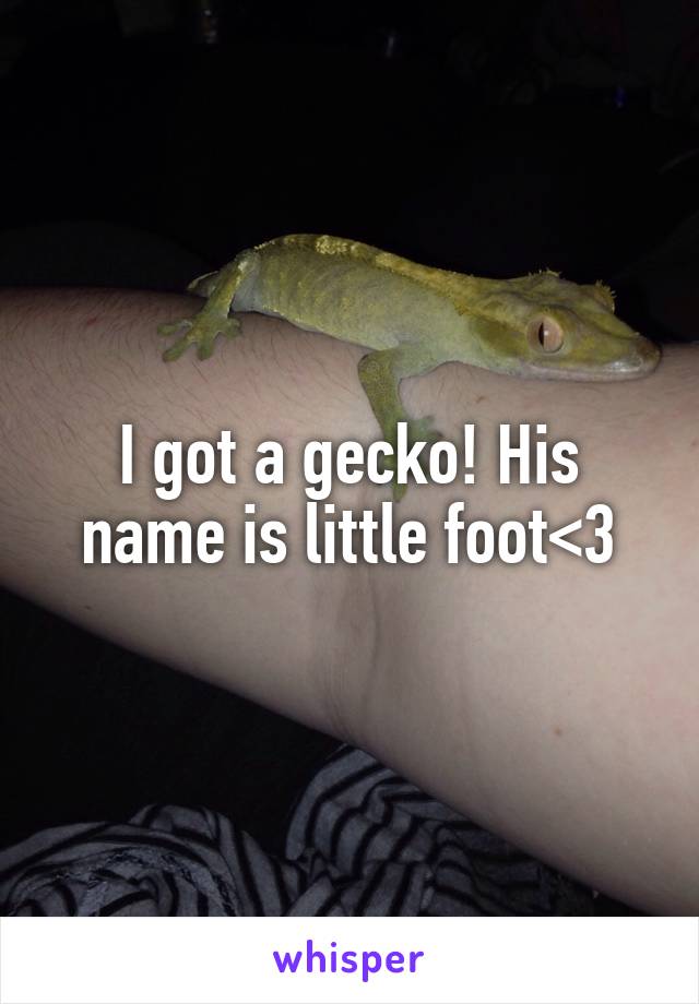 I got a gecko! His name is little foot<3