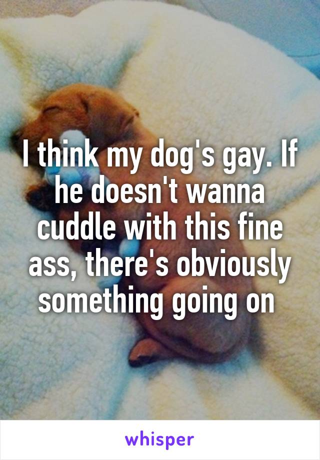 I think my dog's gay. If he doesn't wanna cuddle with this fine ass, there's obviously something going on 