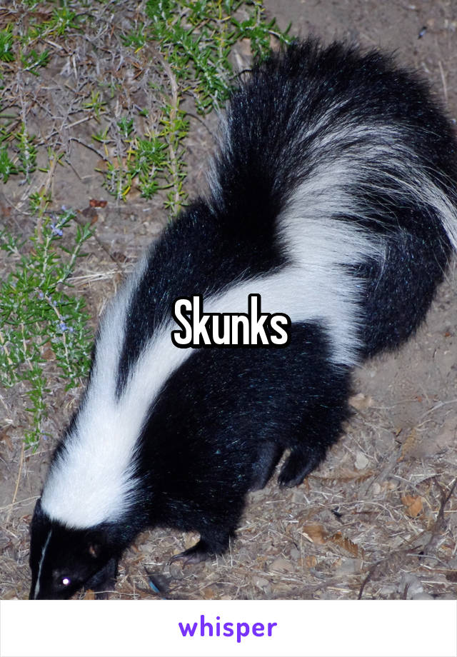 Skunks