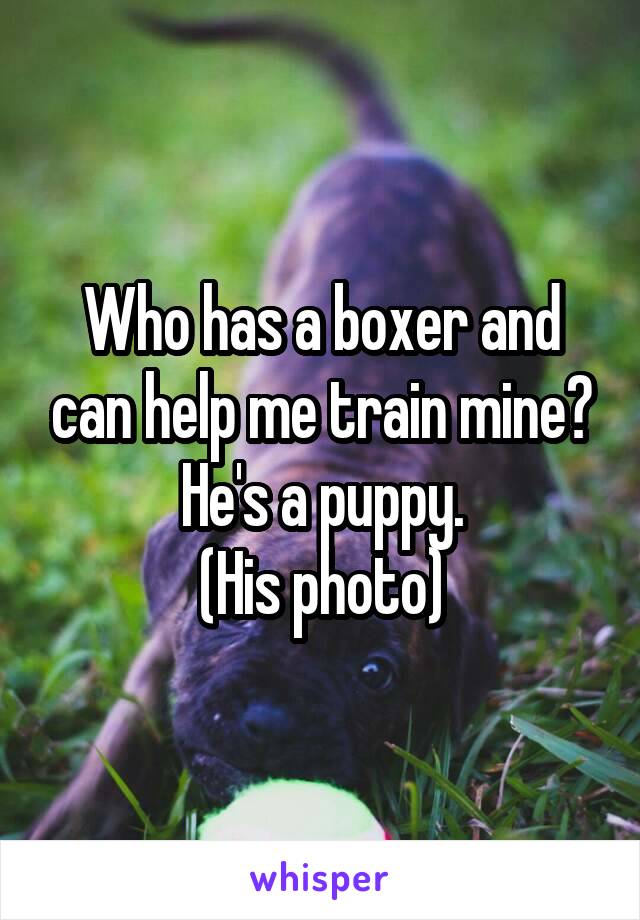 Who has a boxer and can help me train mine? He's a puppy.
(His photo)