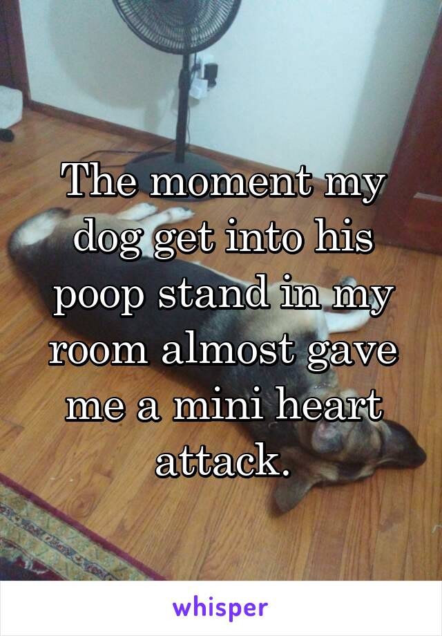 The moment my dog get into his poop stand in my room almost gave me a mini heart attack.