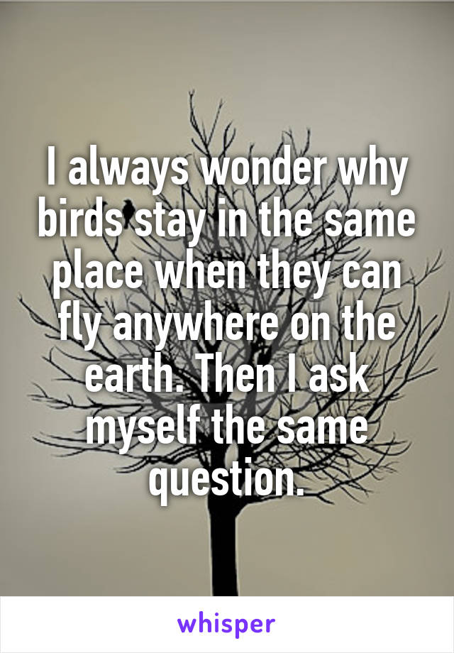 I always wonder why birds stay in the same place when they can fly anywhere on the earth. Then I ask myself the same question.