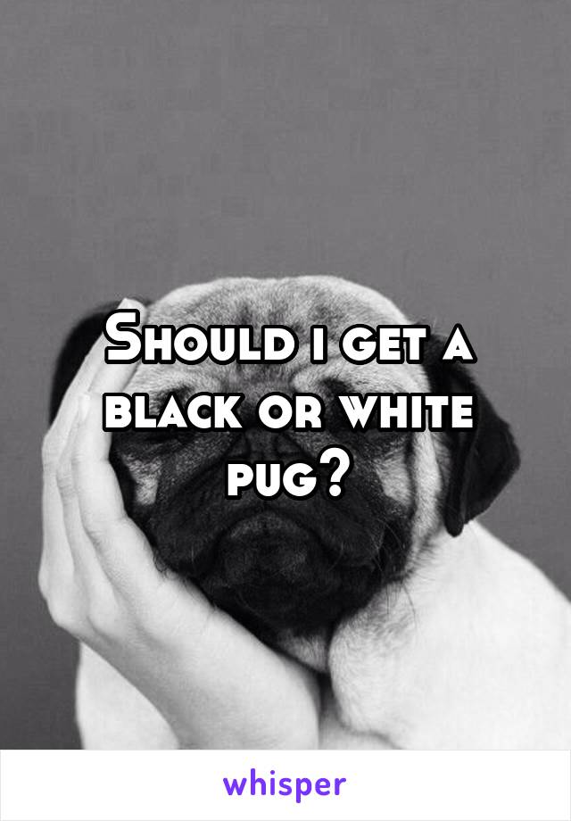 Should i get a black or white pug?